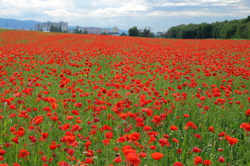 Obraz premium Papaver rhoeas (Common Poppy)