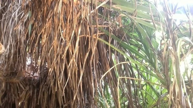 Looks like tropical winter (dry spell). Overgrown grass and stunted palm trees along Arabian sea - mixture of evergreen and deciduous
