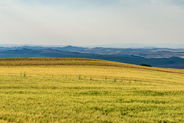 Rural landscape of valleys in summer in the province of siena in tuscany italy