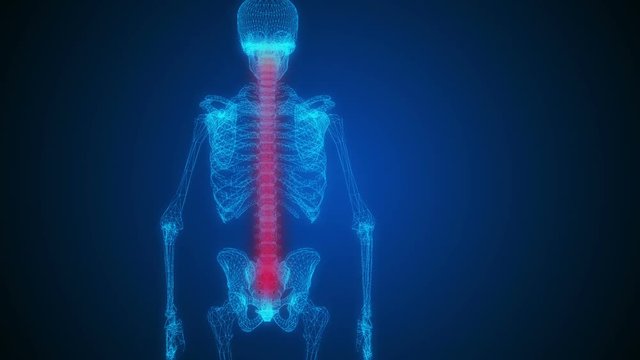 Spinal cord a part of human skeleton anatomy. 3D animation
