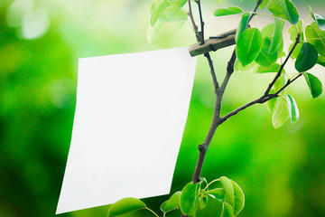 White blank sheet of paper hanging on a branch with leaves on a background of washed greens. White background