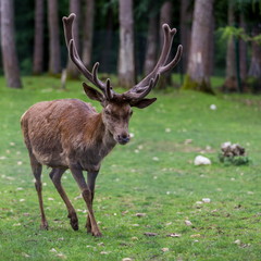 mature deer