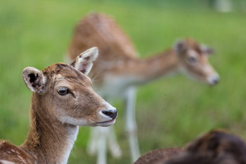 young deers