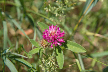 The Red Clover (Trifolium pratense)