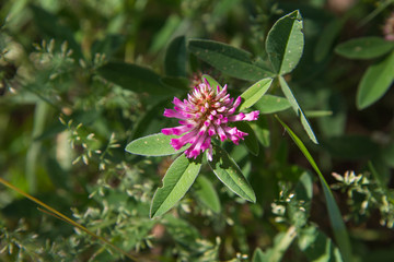 The Red Clover (Trifolium pratense)