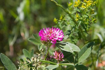 The Red Clover (Trifolium pratense)