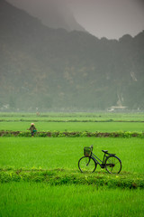 Farmland Rice fields