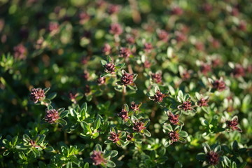 Flowering thyme