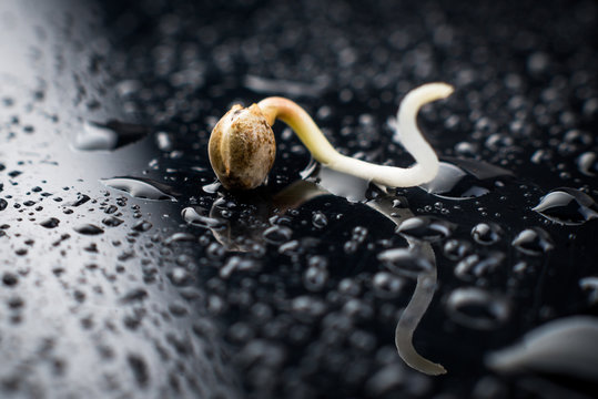 Sprouting Of Cannabis Seeds