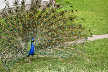 Fototapeta premium beautiful blue peacock with its feathers out