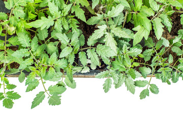 Tomato plants in a cassette for seedlings on a white background