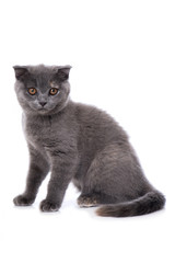 Schottische Faltohr Katze