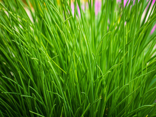 Wild meadow green grass background