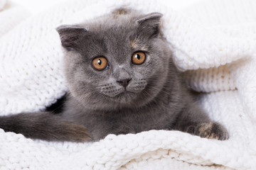 Schottische Faltohr Katze