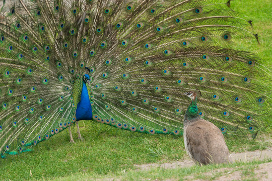 male peacock spreading its tail before female peacock