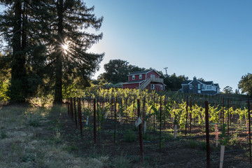 Obraz premium Sunlet Vineyard