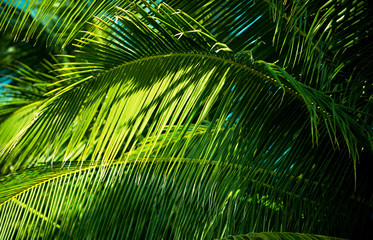 Obraz na płótnie Canvas Green tropical background