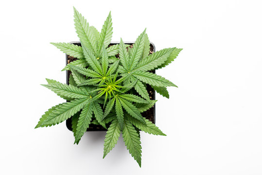 Growing Marijuana In The Pot