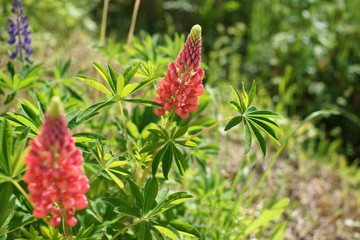 Red lupines