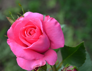 pink rose closeup