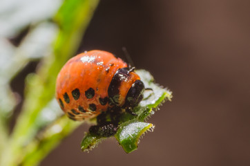 Red larva of the Colorado potato beetle eats potato leaves