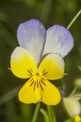 The pansy (viola tricolor)