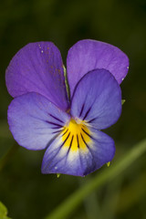 The pansy (viola tricolor)