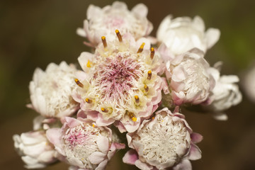 flowers of Antennaria