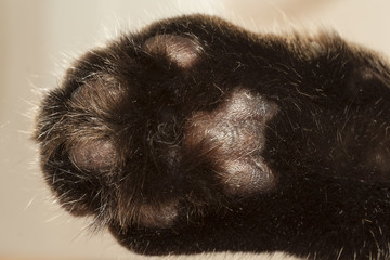 paw of cat