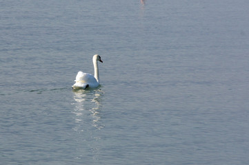 Swan is swimming in the Geneva lake
