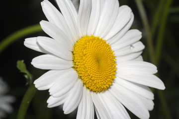 flower of camomile