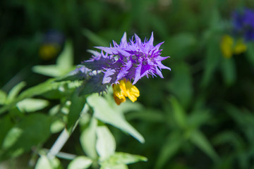 Melampyrum nemorosum (natt och dag)