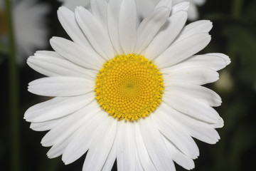 flower of camomile
