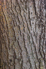 Fototapeta premium bark of tree