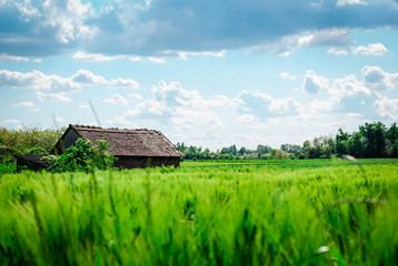 Fototapeta na wymiar Rural idyll