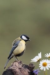 Fototapeta premium Tit005