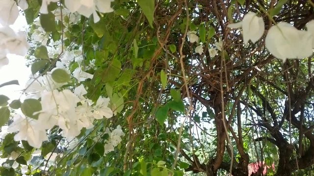 Vine with white flowers (perianth) blooms in winter on Arabian sea. Kerala. India
