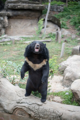 asiatic black bear or moon bear (ursus thibetanus) in the zoo