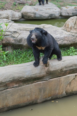 asiatic black bear or moon bear (ursus thibetanus) in the zoo
