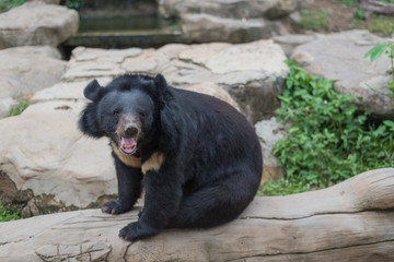 asiatic black bear or moon bear (ursus thibetanus) in the zoo