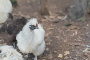 silkie chicken (American Silkie)