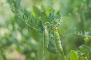 Pods of green peas grow on the garden © andrei310