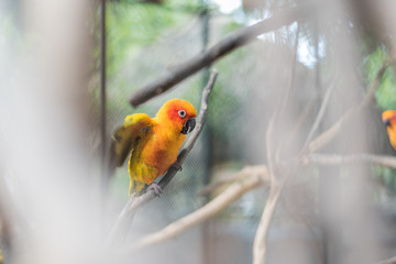 Beautiful Sun Conure parrot bird in the zoo