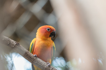 Beautiful Sun Conure parrot bird in the zoo
