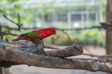 Chattering Lory (Lorius garrulus) on a colorful background. in the zoo