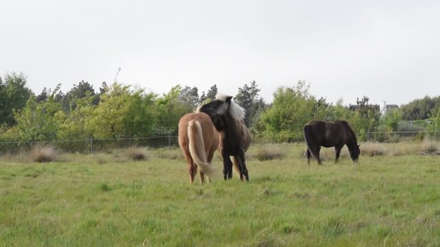two loving horses hugging each other