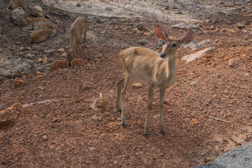 deer in the zoo,Cute animal world thamin,