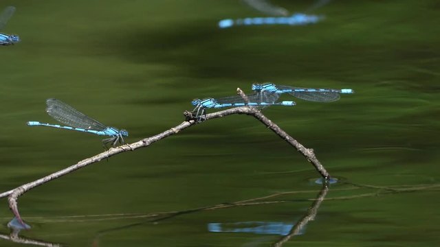 dragonflies on a branch
