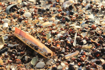 Muscheln am Strand