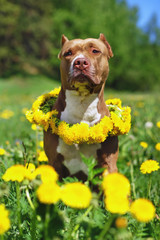 Brown and white American Pit Bull Terrier dog with cropped ears posing outdoors on a green grass with yellow dandelions